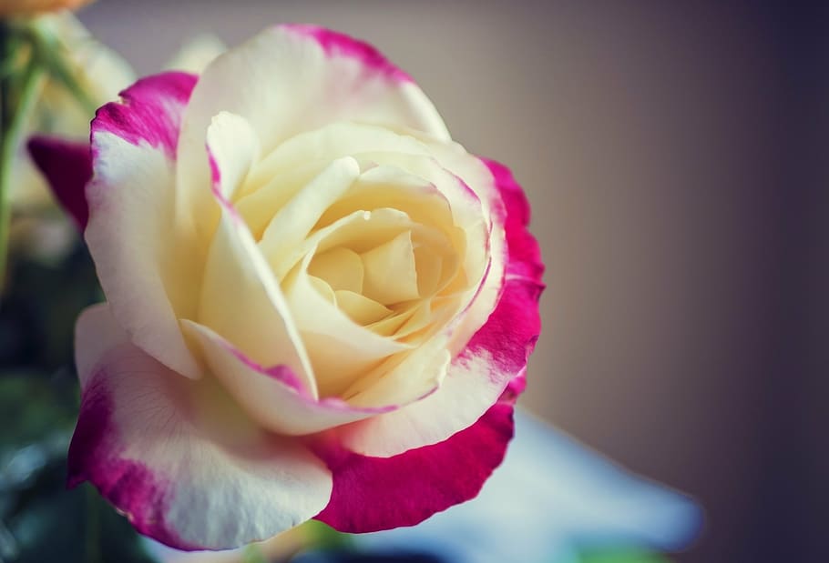 Daisy Flower Petals, plant, soft, beauty in nature, single flower Free HD Wallpaper