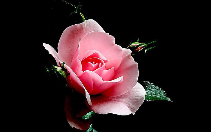 Dark Red Roses, pink, botany, beautiful, freshness Free HD Wallpaper