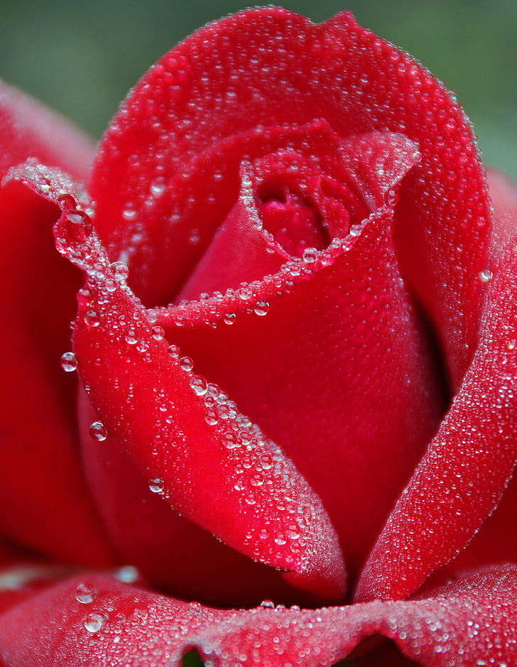 Dawn Rose Bushes Water with Medicine, canada, closeup, nature, rose  water Free HD Wallpaper