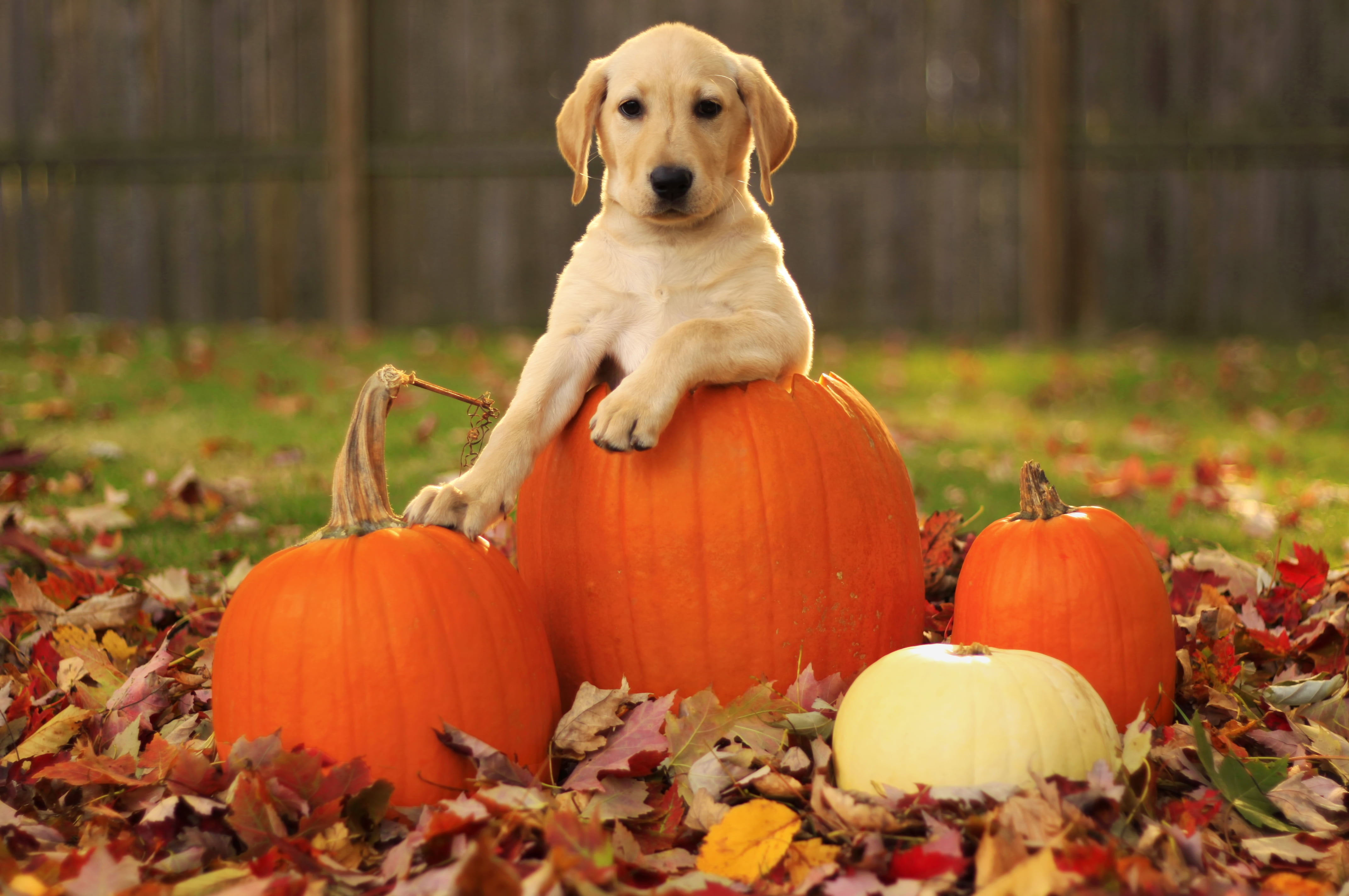 Fall Pumpkin Displays, cute, outdoors, yellow, domestic