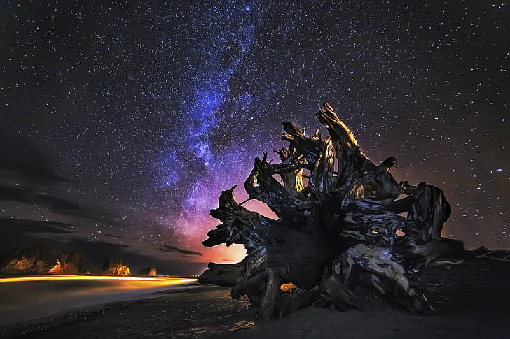 Florida Driftwood, pacific coast, space, nature, star  space Free HD Wallpaper