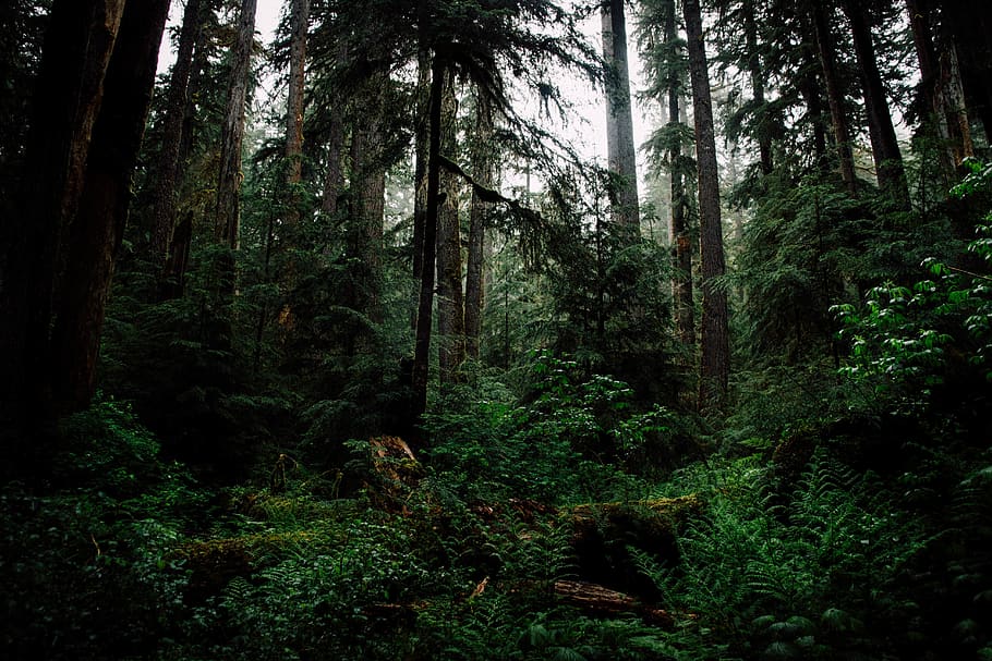 Forest Night Scenery, green color, trunk, forest, tranquility