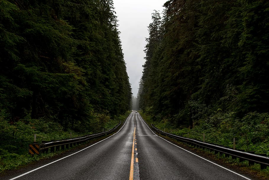 Forest Road, washington, national, tree, national forest Free HD Wallpaper