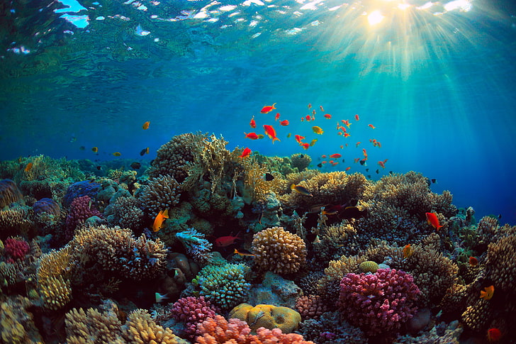 Gonyaulax Red-Tide, animal wildlife, nature, deep, underwater diving Free HD Wallpaper