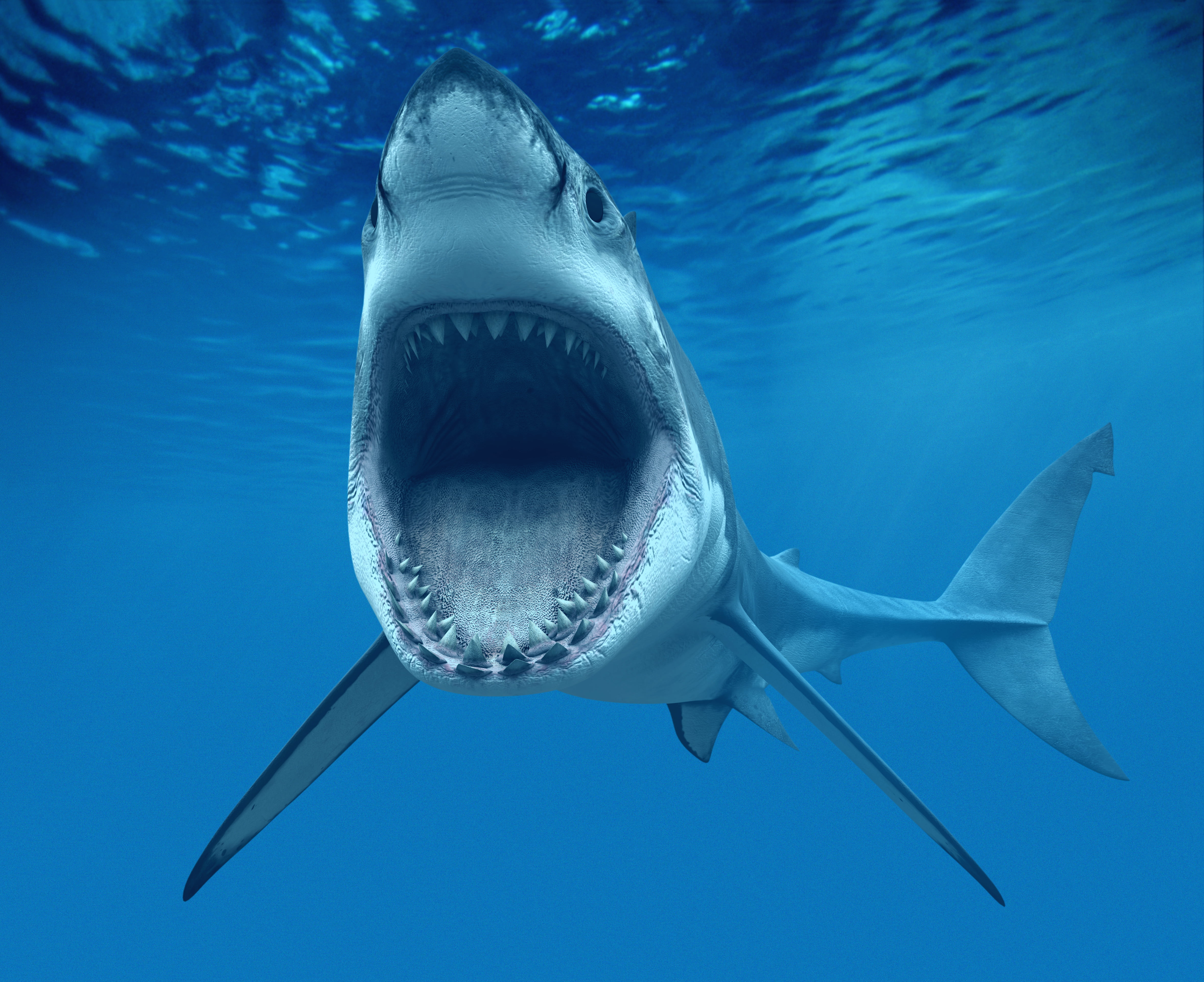 Great White Teeth, large, sea life, warning sign, deep