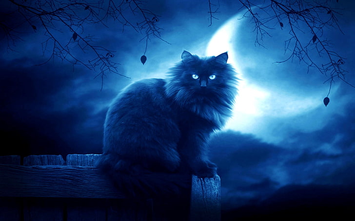 Halloween Black Cat Moon, dark, animal wildlife, sitting, mammal Free HD Wallpaper