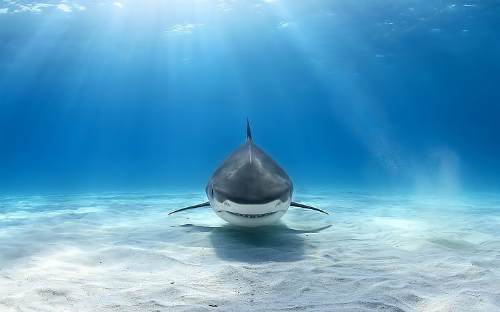 HD Shark, great white shark, sunbeam, sunlight, sea Free HD Wallpaper