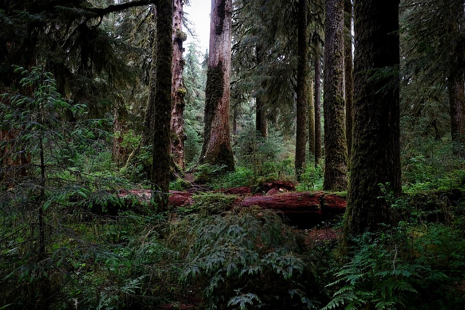 Hoh River, land, no people, green, forrest Free HD Wallpaper