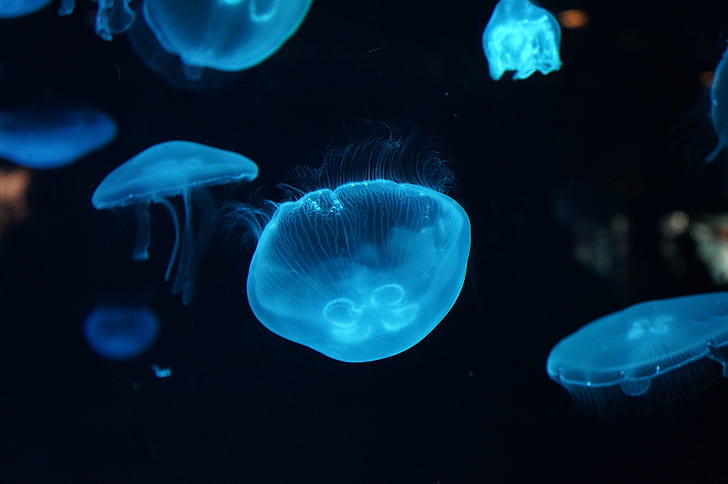 Jellyfish, underwater, jellyfish, deep sea Free HD Wallpaper