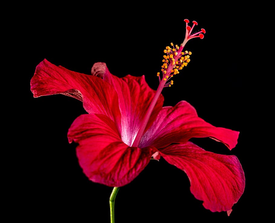 mallow, inflorescence, black background, closeup Free HD Wallpaper