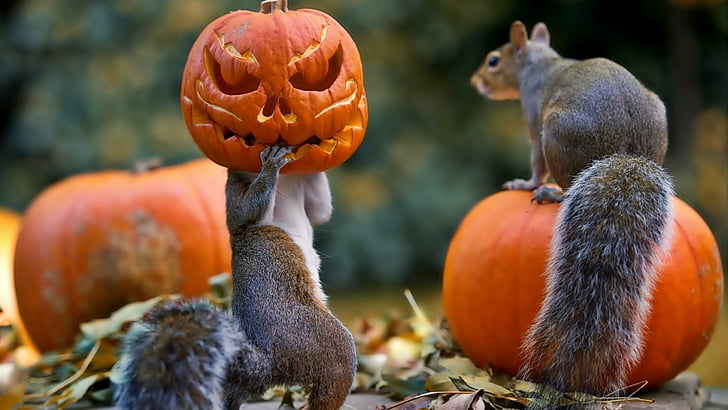 mask, squirrels, halloween, cute Free HD Wallpaper