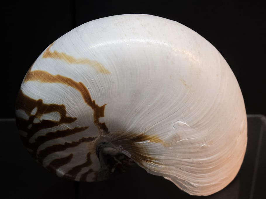 Nautilus Anatomy, ayia napa, sea, closeup, nautilus Free HD Wallpaper