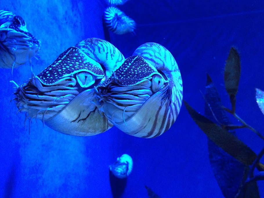 Nautilus Mouth, underwater world, animals in captivity, fish, meeresbewohner Free HD Wallpaper