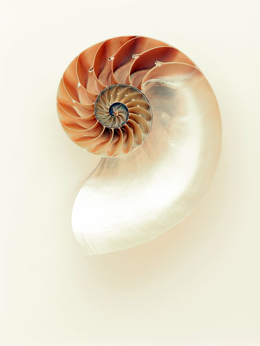 Nautilus Shell Jewelry, lines, flower head, precious gem, curves Free HD Wallpaper