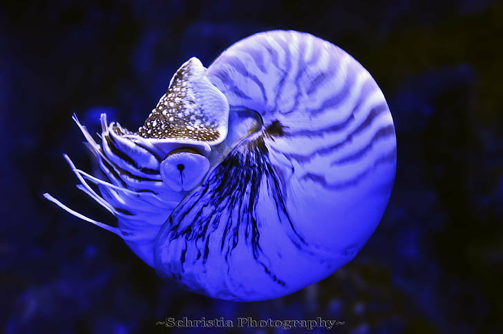 Nautilus Submarine, underwater, dsc, animal, nature Free HD Wallpaper