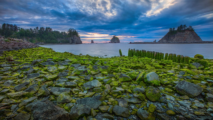 Olympic National Park Wildlife, cloud  sky, plant, forest, sky Free HD Wallpaper