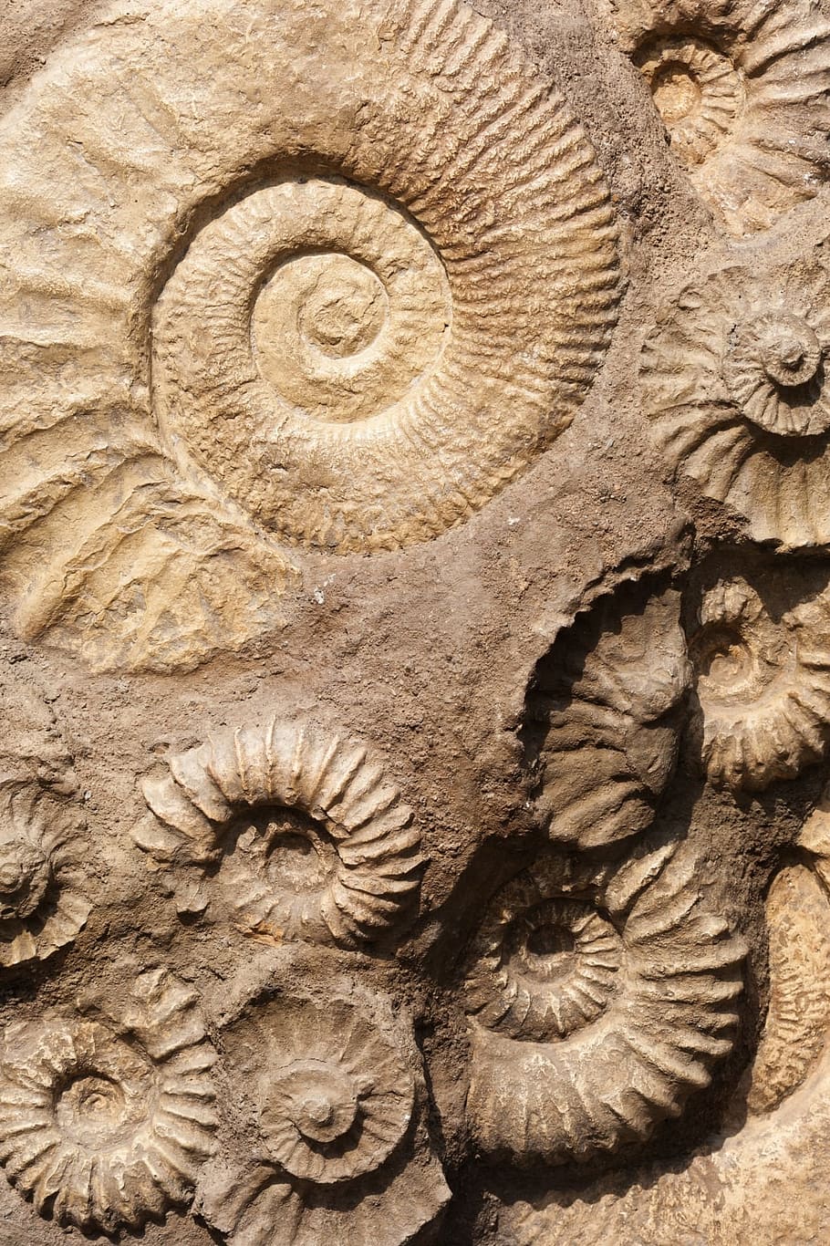 Petrified Sea Shells, prehistoric, animal shell, detail, marine Free HD Wallpaper