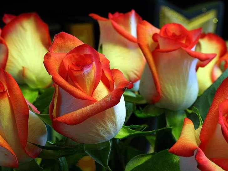 Pink and Orange Flower Arrangements, springtime, decoration, flowerbed, closeup