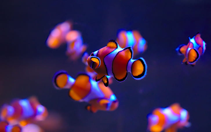 Pink Clownfish, sea life aquarium, clownfish, deep blue, auckland Free HD Wallpaper