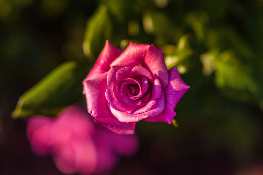 Pink Rose Garden, textured effect, flower head, beauty in nature, pink color Free HD Wallpaper