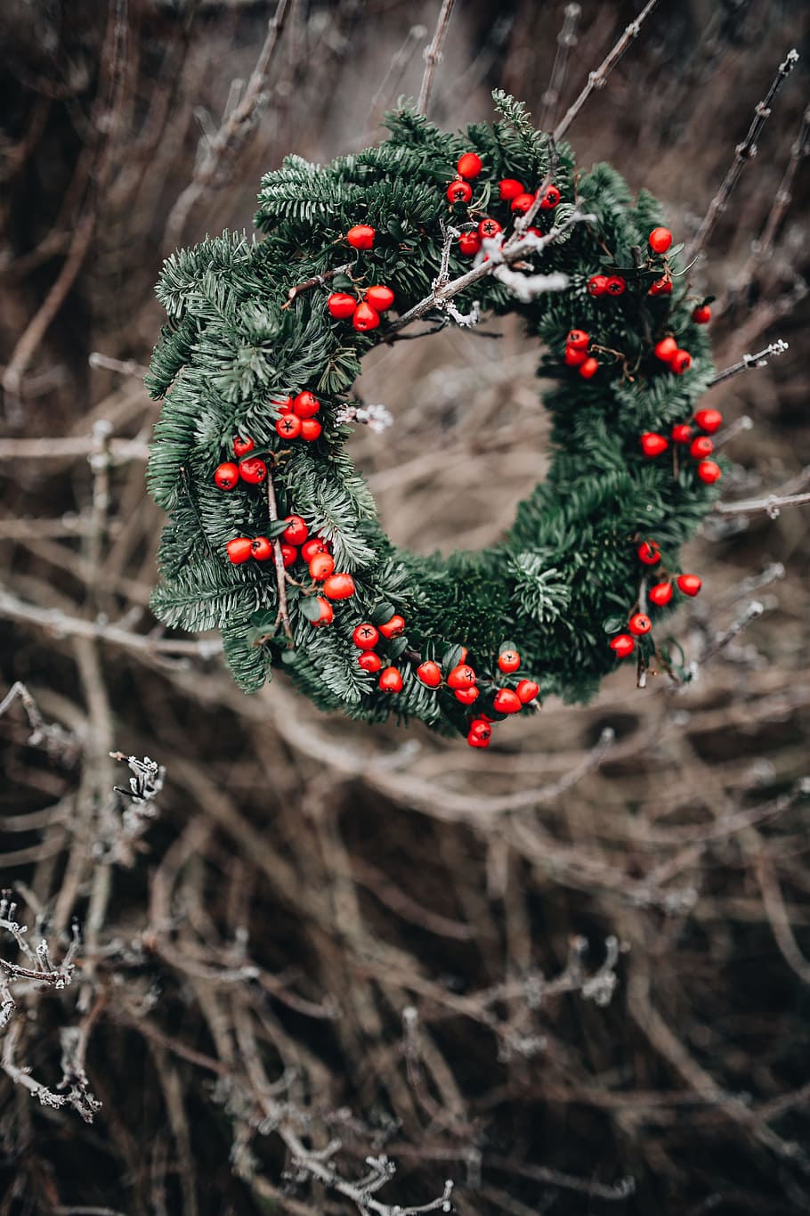 red, celebration, nature, closeup