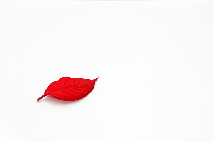 Red White Vector, fragility, flower head, plant, nature Free HD Wallpaper