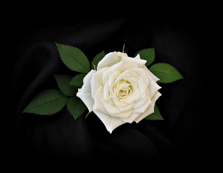 Rose On White, petal, softness, celebration, single flower Free HD Wallpaper