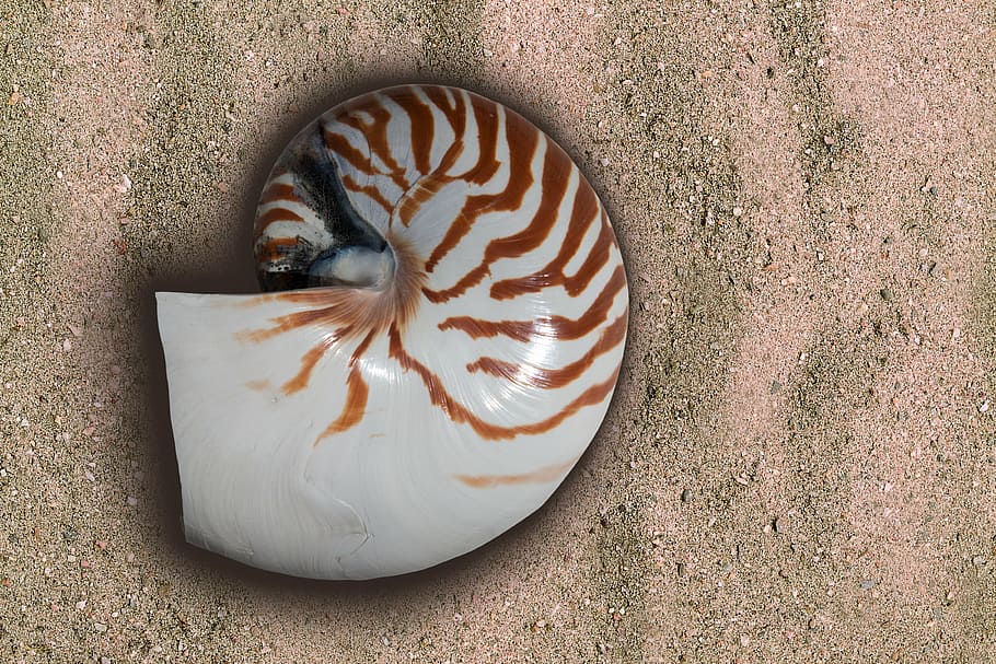 Shelled Cephalopods, marine, animal shell, mammal, nature