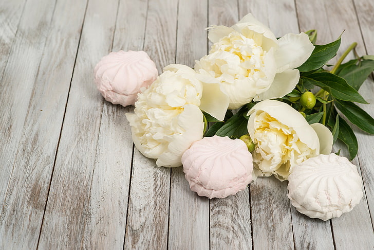 Single White Peony, rose, valentines day, no people, still life Free HD Wallpaper