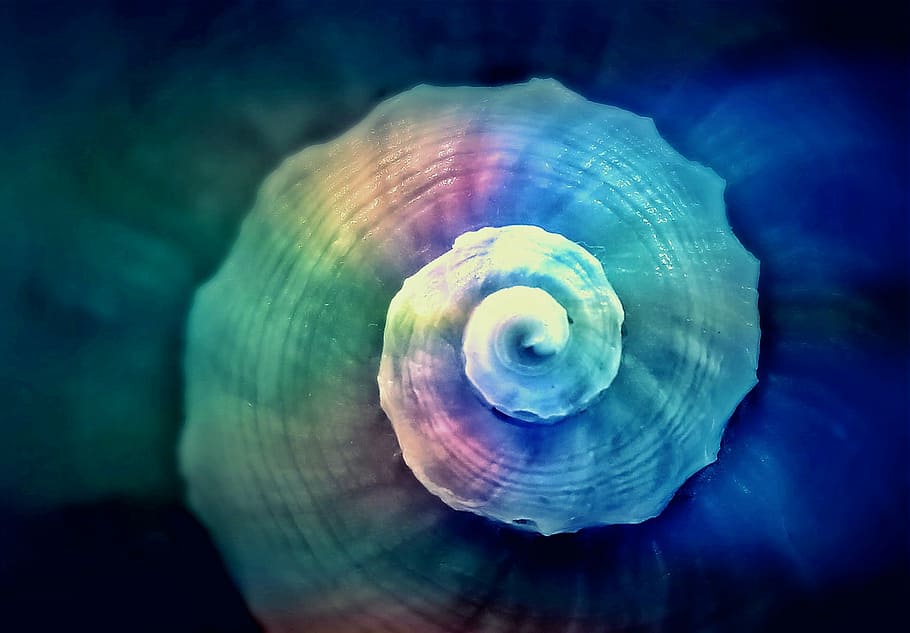 Snail Shell Clip Art, animal, nature, fauna, sea life Free HD Wallpaper