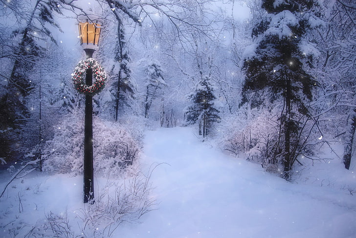 snowfall, winter, christmas, snow Free HD Wallpaper