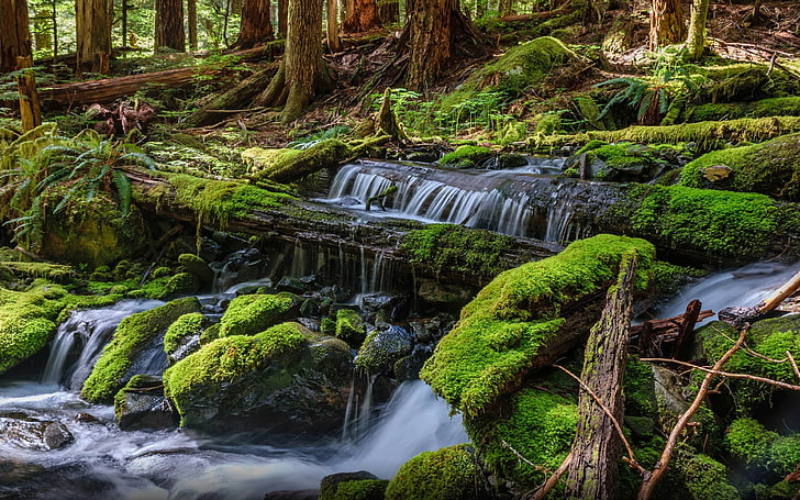 Sol Duc Rainforest, green color, national, near, nature Free HD Wallpaper