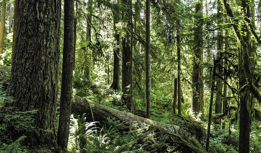 Sol Duc Valley Washington, landscape, beauty in nature, bamboo  plant, day Free HD Wallpaper