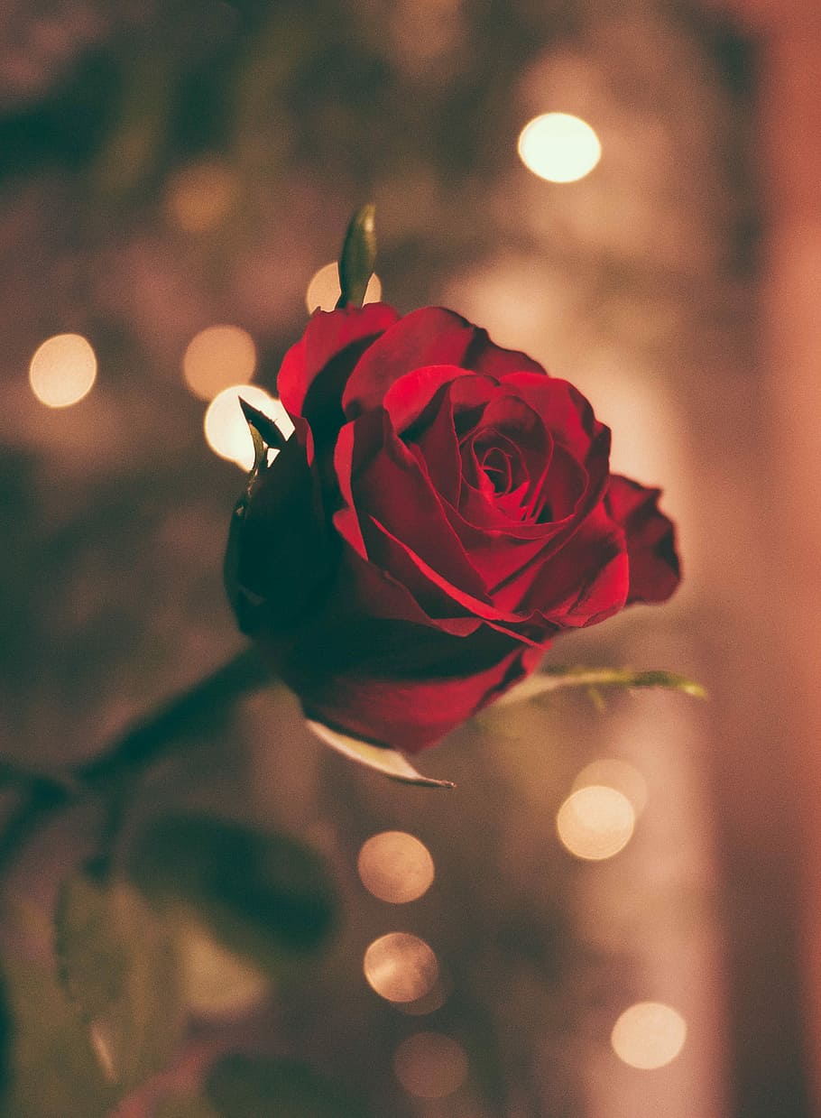 Sweet Red Roses, single rose, floral, bloom, rose  flower Free HD Wallpaper