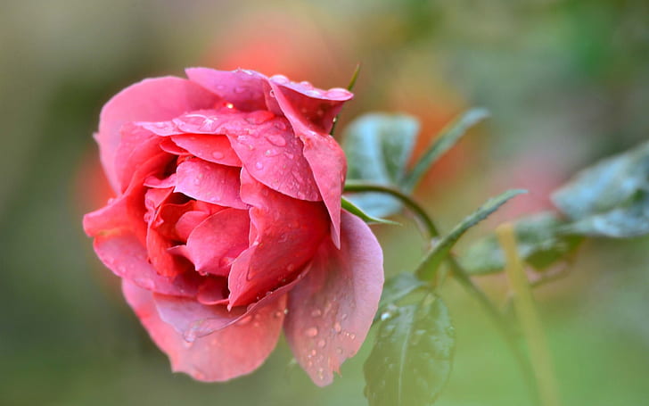 Valentine Red Roses, red, flower, drops, single Free HD Wallpaper