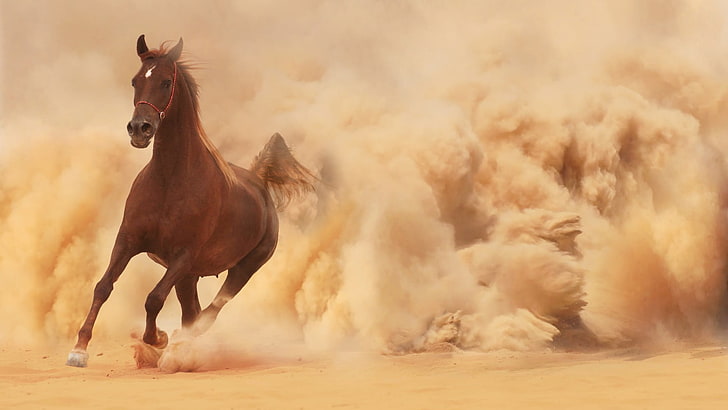 Wild Horses Running in Desert, pets, animal wildlife, vertebrate, livestock Free HD Wallpaper