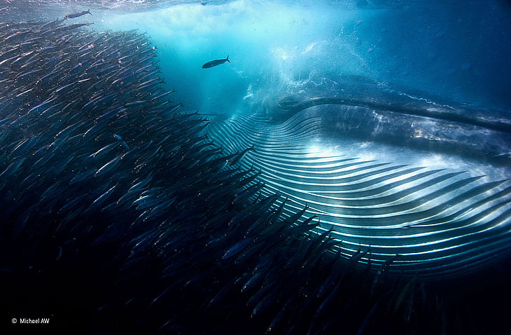 winner, undersea, shoal of fish, deep sea Free HD Wallpaper