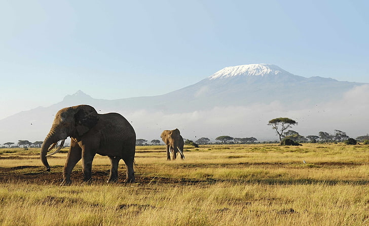 Africa Safari Tips, amboseli, conservation, nature, savannah Free HD Wallpaper