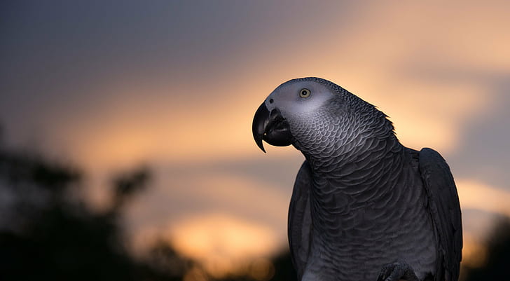 African Grey Parrot Beak, animal, african grey parrot, wildlife, nature Free HD Wallpaper