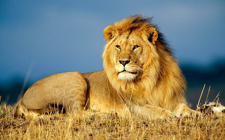 African Lion Facts, king, african, African, Lion Free HD Wallpaper