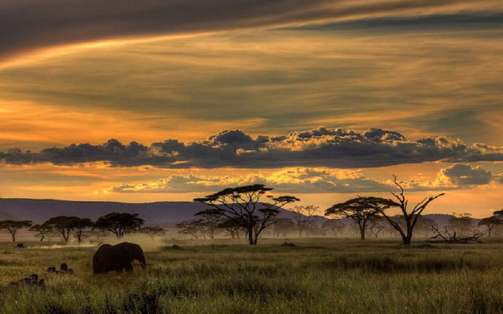 African Safari Sunset, landscape, african, grass, animals Free HD Wallpaper