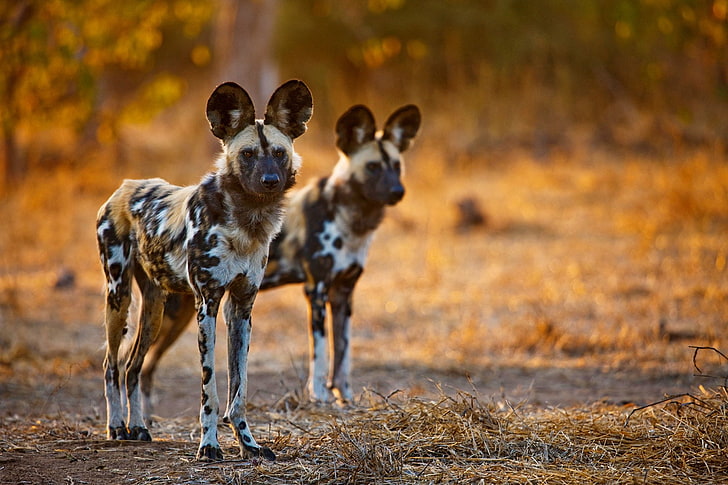 African Wild Dog Hunting, wildlife, africa, african wild dog, animal Free HD Wallpaper