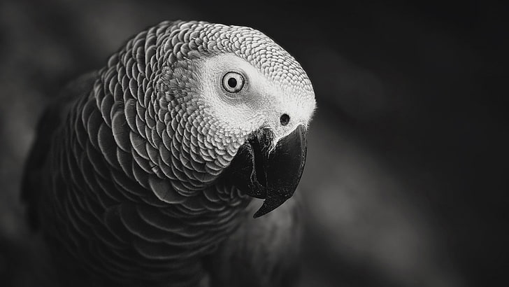 Amazon Parrot, looking, animal body part, bird, vertebrate Free HD Wallpaper