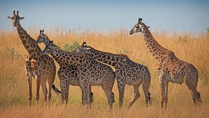 Animals, animal themes, nature, tanzania, sky