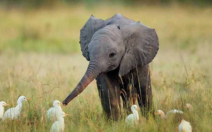Baby Elephant Cartoon, outdoors, day, selective focus, plant Free HD Wallpaper