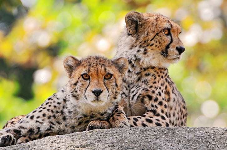 Big Cats Animals, jaguar, mammal, east africa, endangered species Free HD Wallpaper