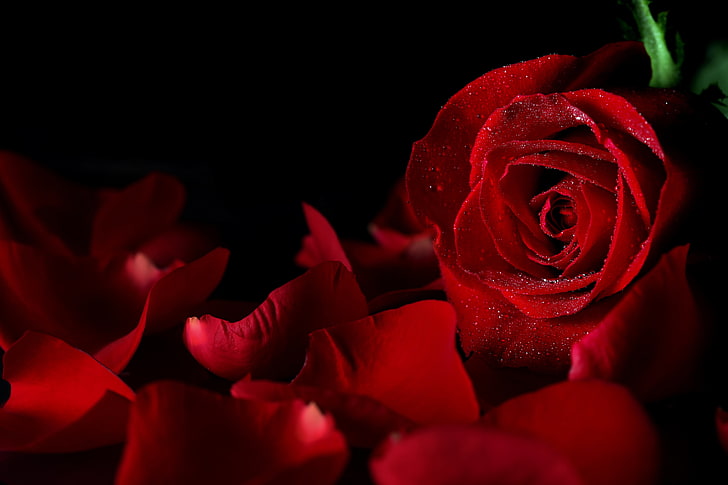 Black White Red Rose, outdoors, blossom, no people, passion Free HD Wallpaper