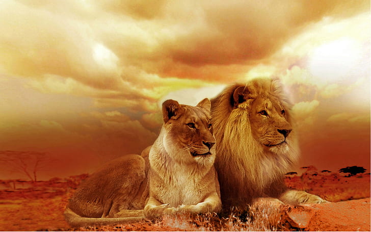 Cheetah Skin, lions, couple, african, phones Free HD Wallpaper