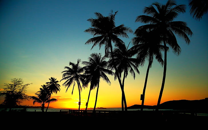 Coconut Tree Climber, palm trees, palm, sunset, trees Free HD Wallpaper