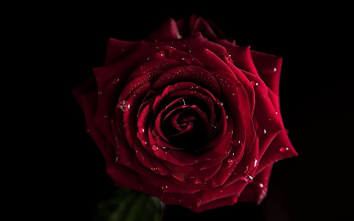 Dark Red Rose Flower, summer, black background, inflorescence, purity Free HD Wallpaper